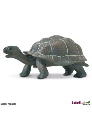 Młode żółwia słoniowego