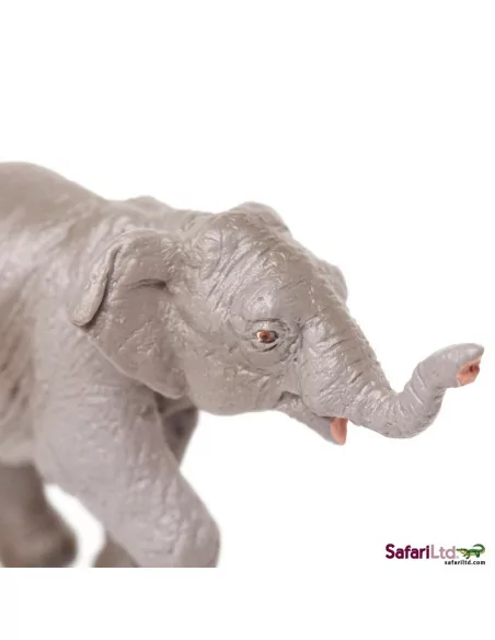 Młode słonia indyjskiego