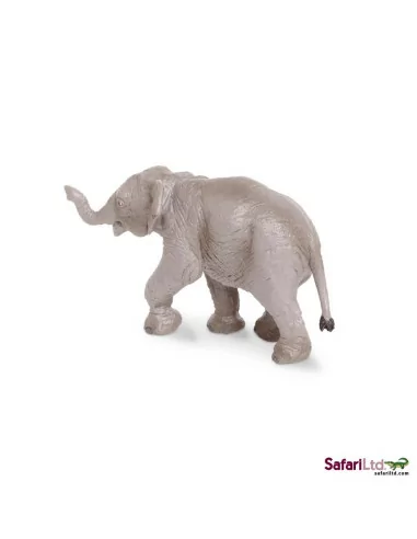 Młode słonia indyjskiego