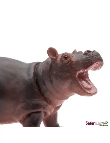 Młode hipopotama nilowego