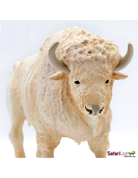 Biały bawół domowy