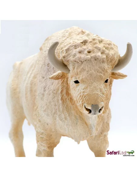 Biały bawół domowy