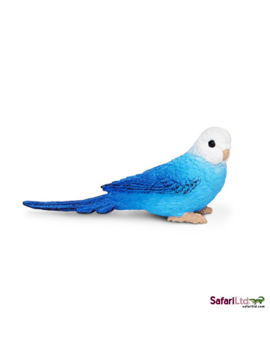 Papużka falista niebieska