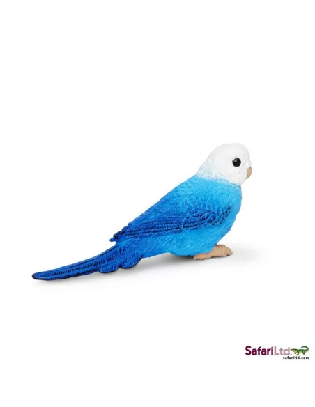 Papużka falista niebieska
