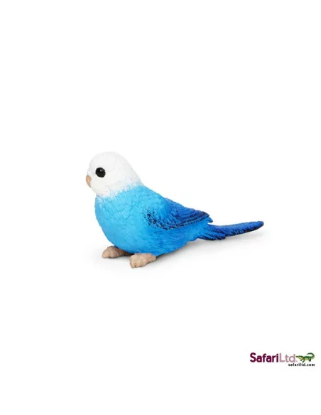 Papużka falista niebieska
