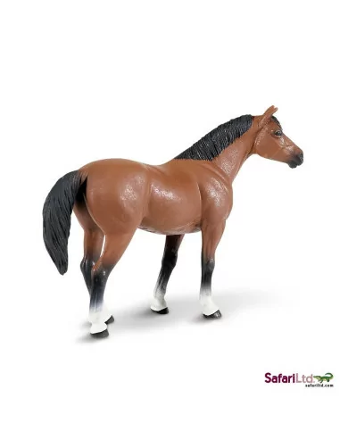 Koń rasy Quarter Horse