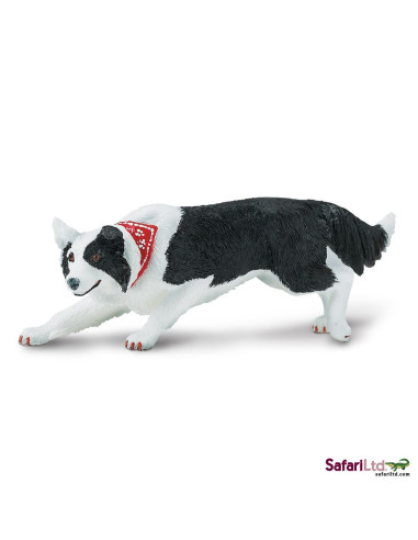 Border collie