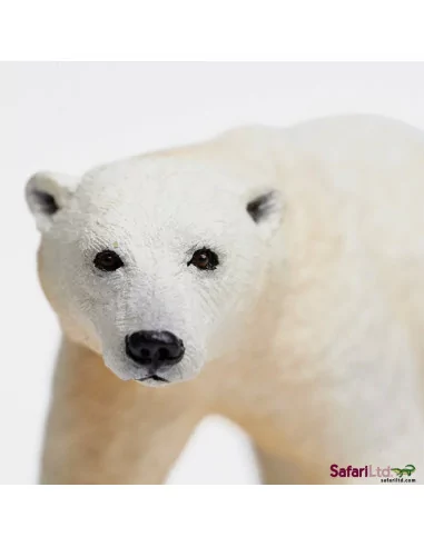 Niedźwiedź polarny