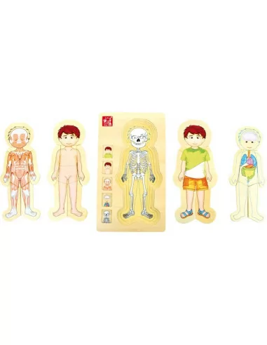 Puzzle warstwowe – anatomia Tim