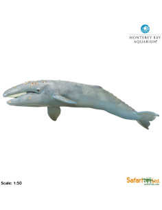 Wieloryb Pływacz szary