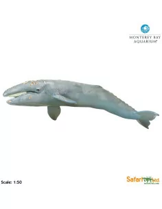 Wieloryb Pływacz szary