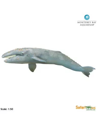 Wieloryb Pływacz szary