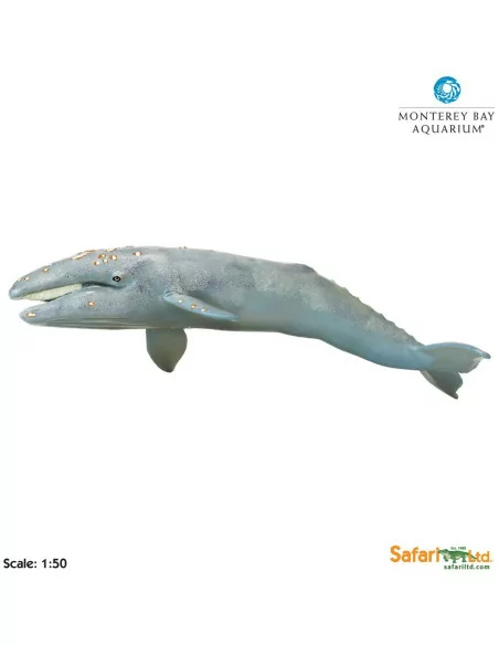 Wieloryb Pływacz szary