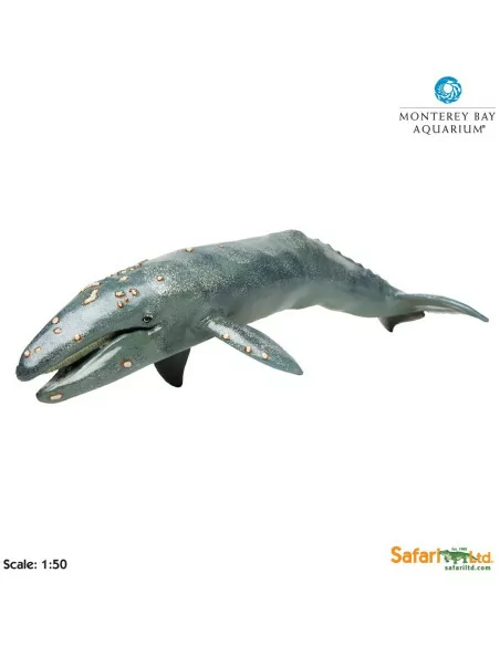 Wieloryb Pływacz szary