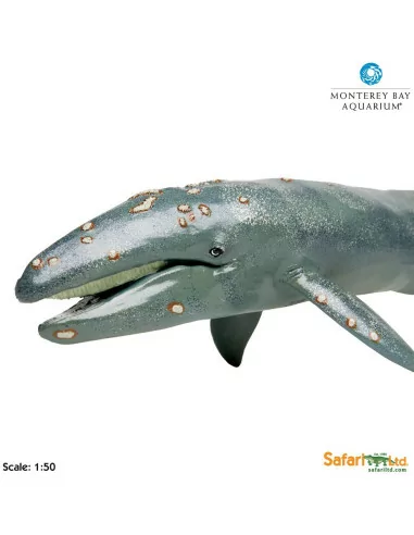 Wieloryb Pływacz szary