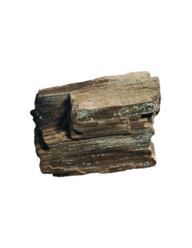 Kolekcja skamieniałości