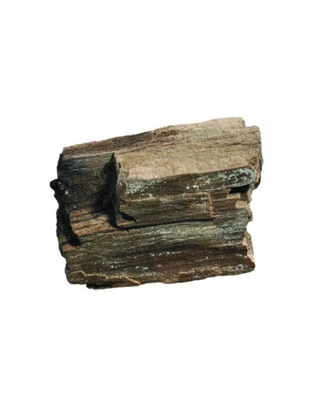 Kolekcja skamieniałości