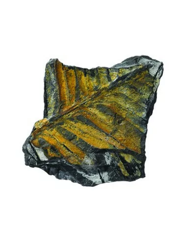 Kolekcja skamieniałości