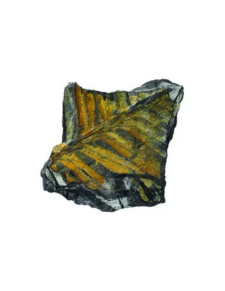 Kolekcja skamieniałości