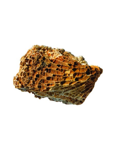 Kolekcja skamieniałości