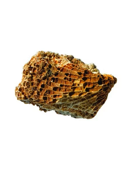 Kolekcja skamieniałości