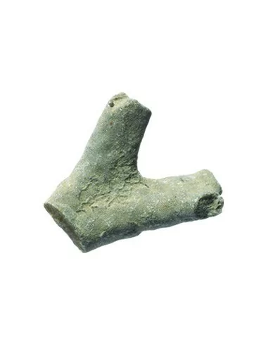 Kolekcja skamieniałości