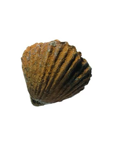 Kolekcja skamieniałości