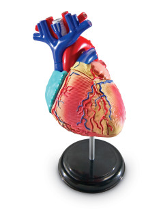 Anatomiczny model serca