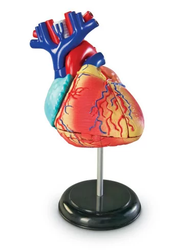 Anatomiczny model serca