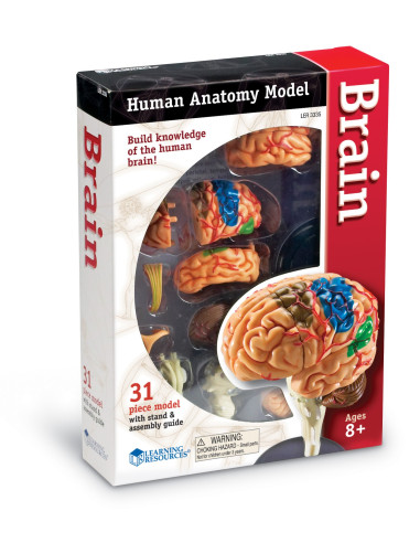 Anatomiczny model mózgu