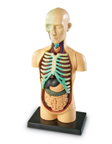 Anatomiczny model ludzkiego ciała