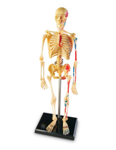 Anatomiczny model ludzkiego szkieletu