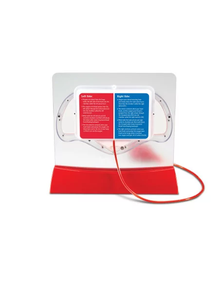 Przepływ krwi w sercu