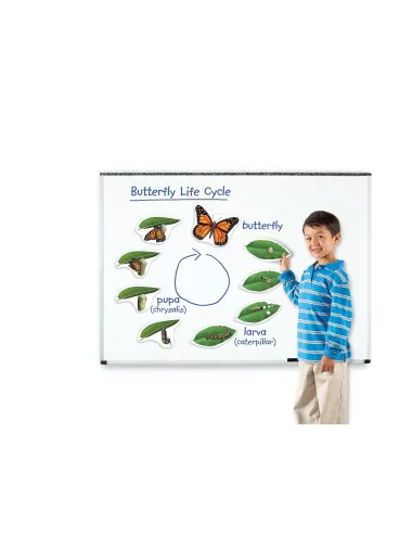 Cykl życia motyla - magnetyczny