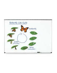 Cykl życia motyla -...