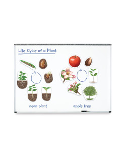 Cykl życia rośliny -...