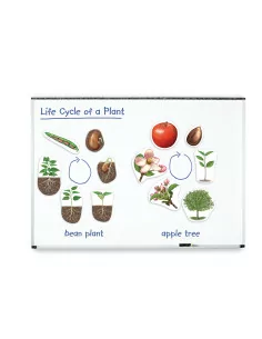 Cykl życia rośliny -...