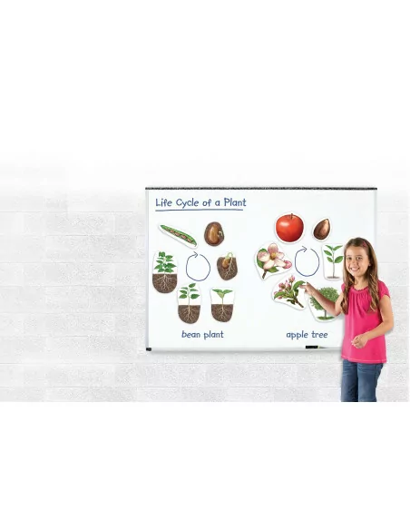 Cykl życia rośliny - magnetyczny