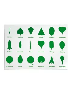 Nienhuis - Komoda...