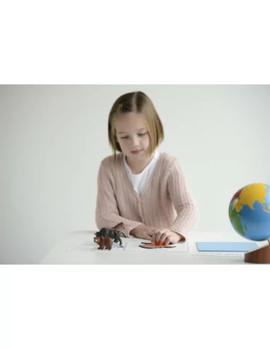 Nienhuis - Globus - kontynenty