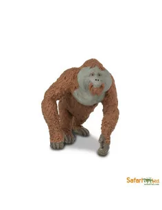 Samiec orangutan