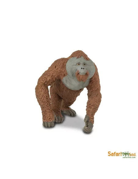 Samiec orangutan
