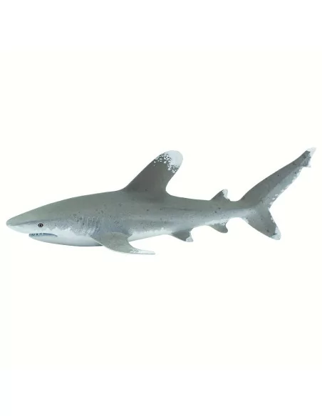 Żarłacz białopłetwy