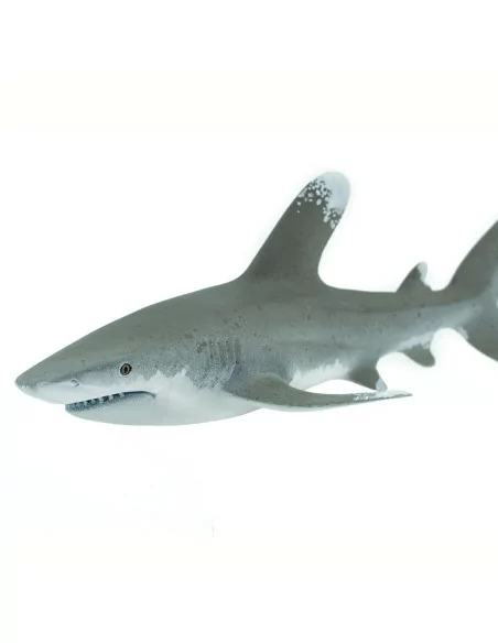 Żarłacz białopłetwy