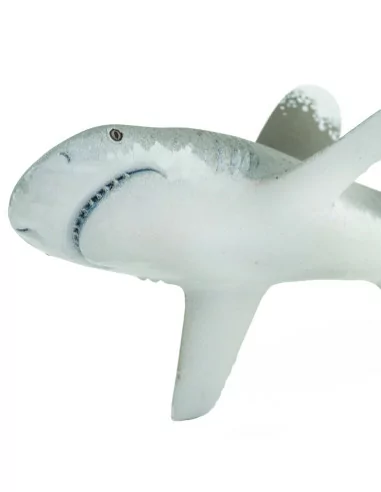 Żarłacz białopłetwy