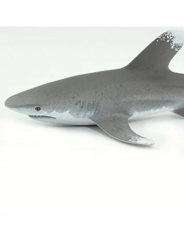 Żarłacz białopłetwy