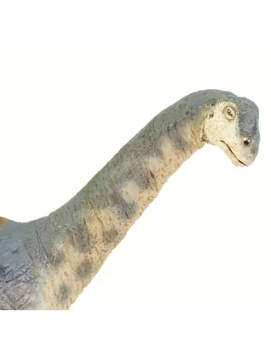 Camarasaurus