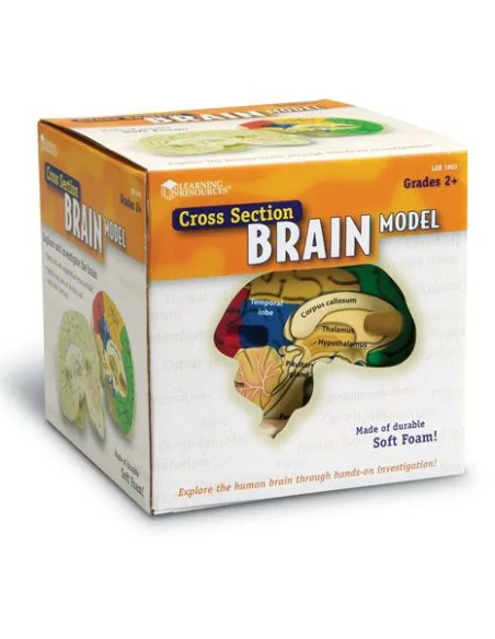 Anatomiczny model mózgu