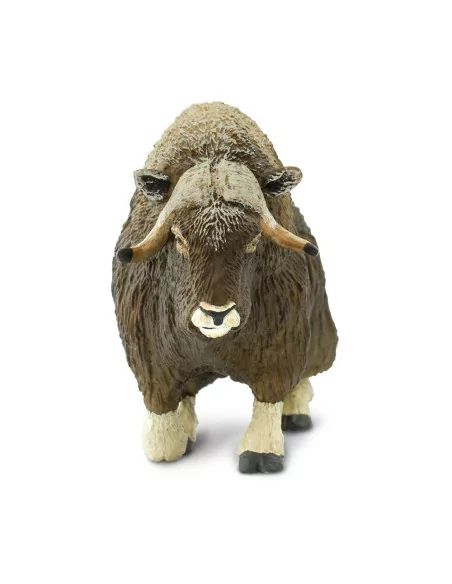 Piżmowół arktyczny