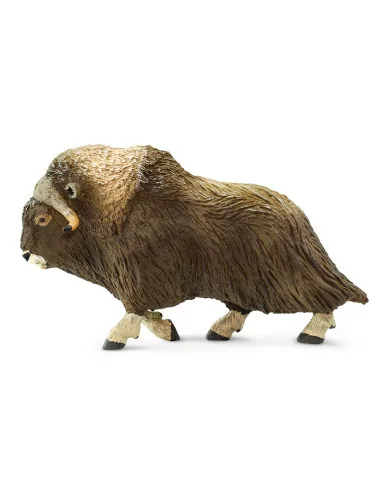 Piżmowół arktyczny